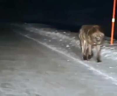 🔥 This monster of a wolf in Alaska 🔥