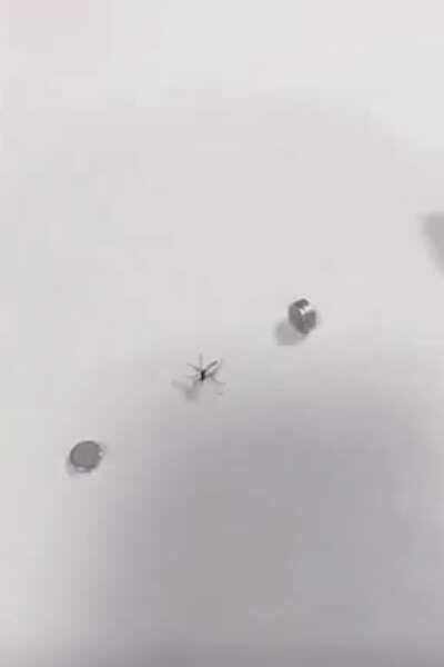 This mosquito getting killed