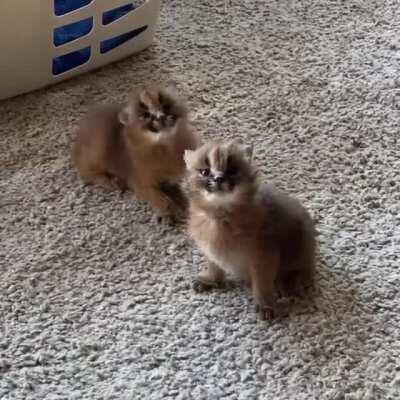 Caracal kittens doing their best bird calls