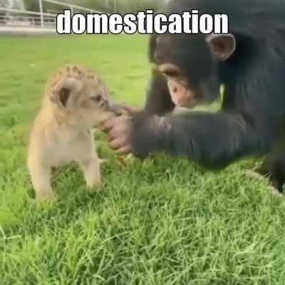 Monke must domesticate cat