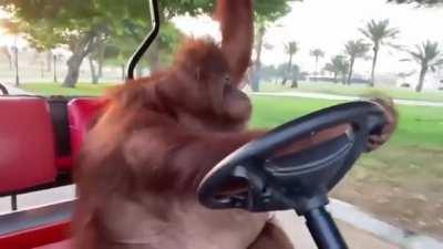 This Orangutan Drives Better than Many People