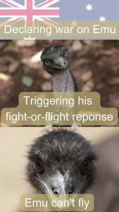 The great emu war