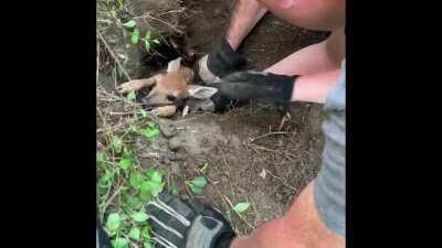 Baby deer stuck in a groundhog hole, saved by three bros