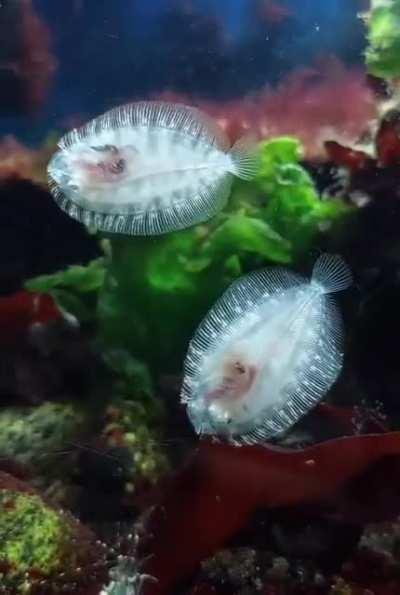 More of my common topknots crawling on the glass of my tank. (Want to see more videos from this tank? Please check out my YouTube channel. Link in my profile).