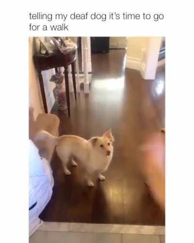 Deaf puppy learns she's going for a walk