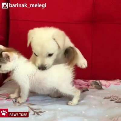 These Puppy And Kitten Growing Up Together. an awesome love moment !!