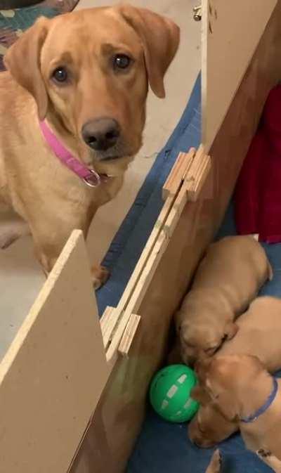 Mama dog is confused why her puppies won't play with her ball