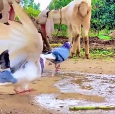 A pigeon doing a backflip