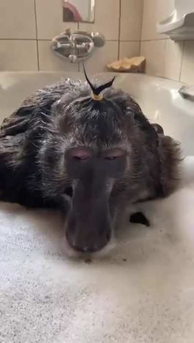 Baboon taking a bath