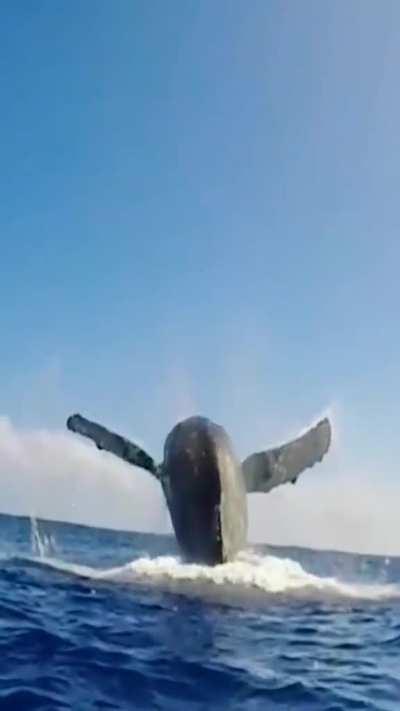 A massive whale breaching