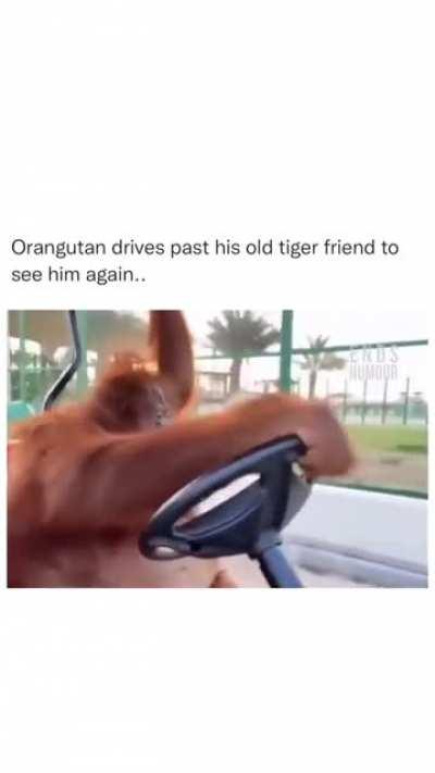 Orangutan drives past his old tiger friend to see him again.....