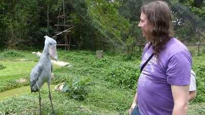 A Shoebill Greeting Ritual