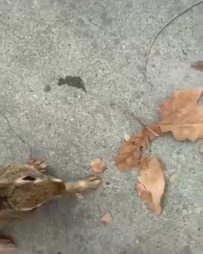 This person rescues a wild bunny from a pool