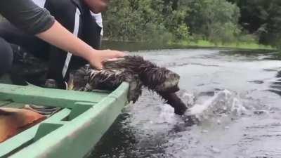 🔥 Rescued sloth plays with water during boat ride