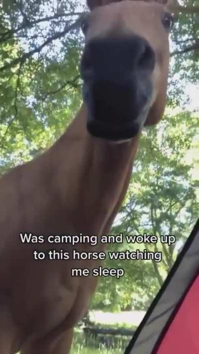 Imagine waking up to a horse watching you sleep