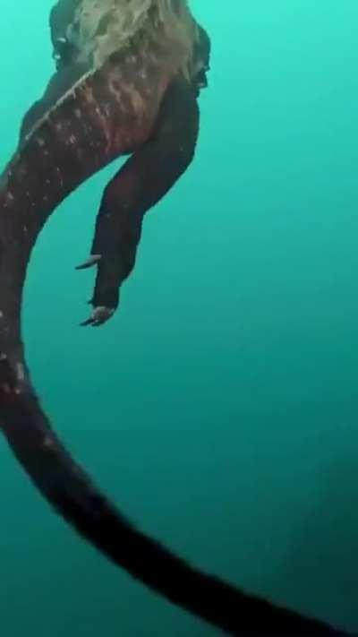 🔥 Marine Iguana 🔥