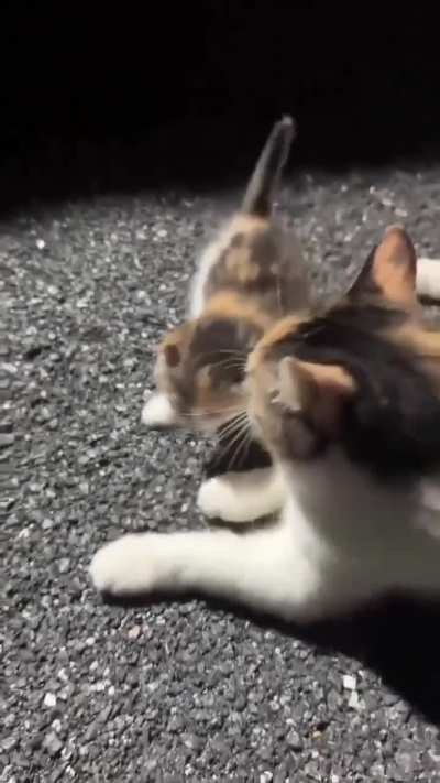 Small cat learning how to Cat