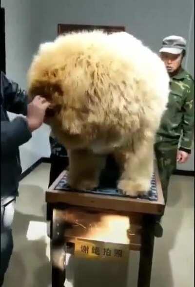 This absolute fluff of a chonker getting a little trim.