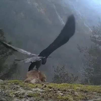 Golden eagle flies away with a fox