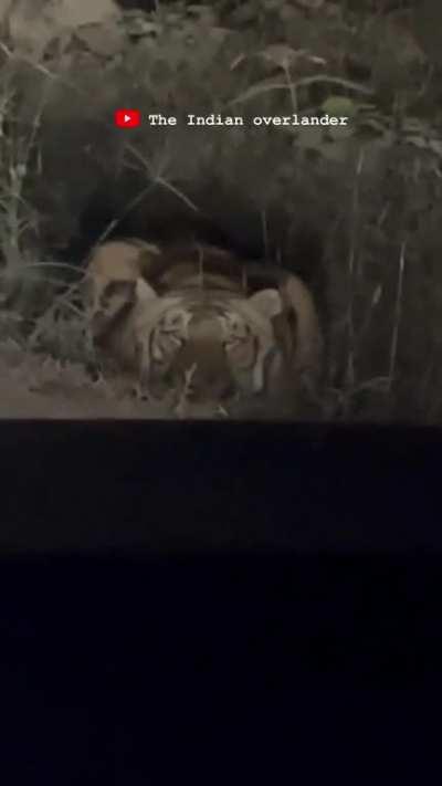 A tiger waiting in ambush at the side of the road in India