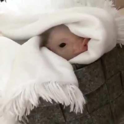 Pig in a blanket