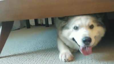 He likes it under the bed