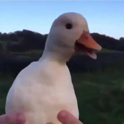 A duck, as an alarm clock