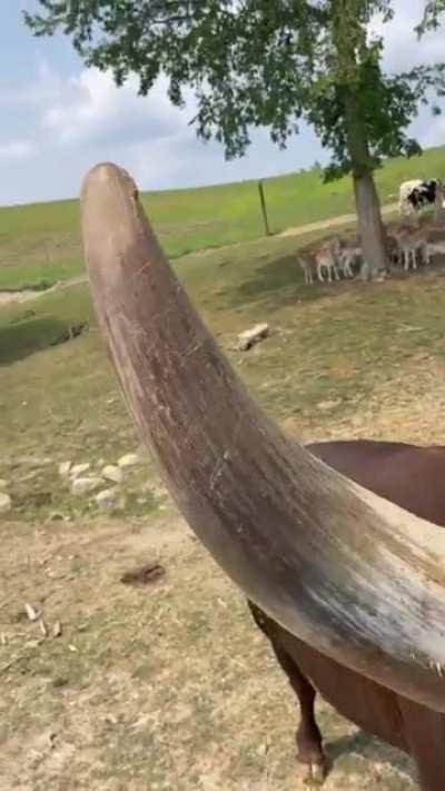 The way a Watusi eats is perfect table etiquette.