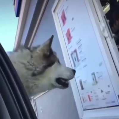 Dog in the drive thru asks for a little treat.