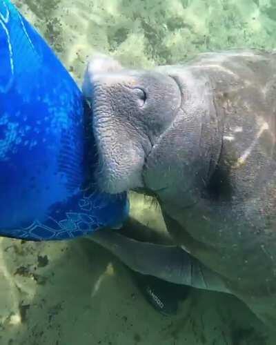 Karen, please refrain from your negative comments. This clip was taken in 📍Crystal River, FL where it is 100% legal to swim with the manatees. Also, I never touched the cutie, he swam right up to me. Thankkkkksssss!