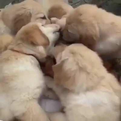 Cat getting devoured by puppies