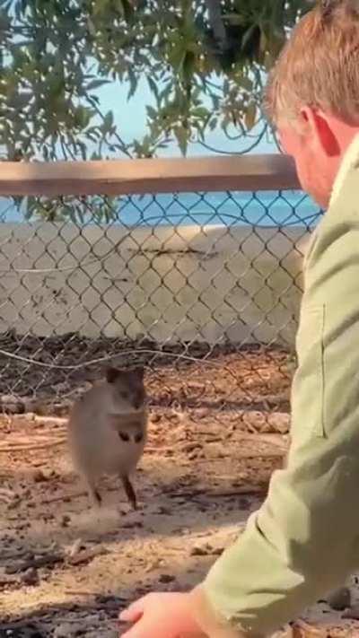 Aussie entertaining a quokka