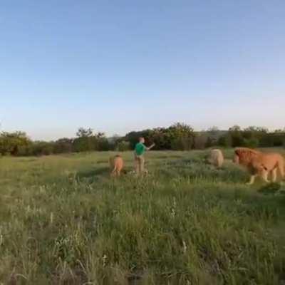 Protect bullied lion by sandal