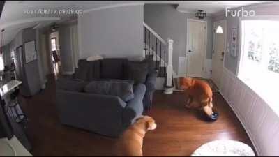 Idiot furball just lays there while a Roomba eats his tail