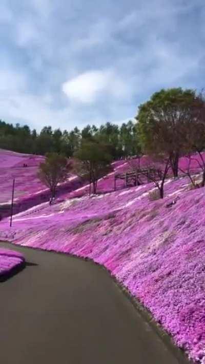 A drive through the Japanese flower garden in Shibazakura, Hokkaido.