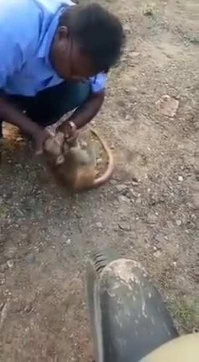 A man from TN India saves an injured monkey by doing CPR