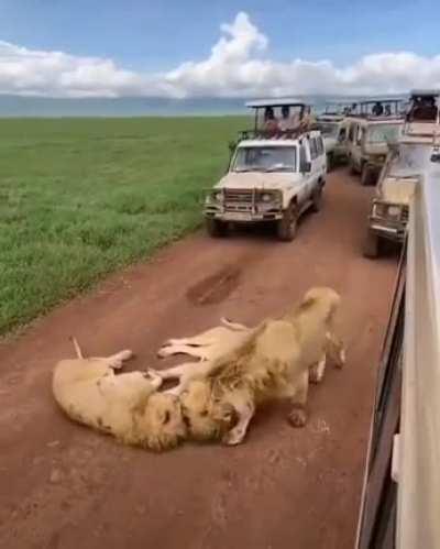 Sleepy lion roadblock.