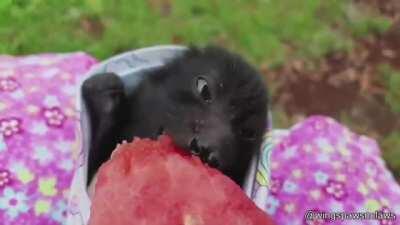 🔥 Tiny Bat being hand fed