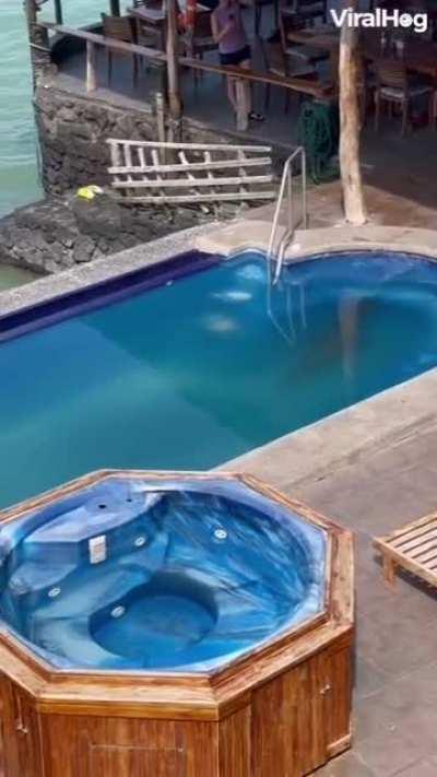 water puppy just wants to chill out by the pool