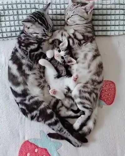 kitten On Cats