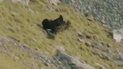 The dangerous method used by a mountain goat to get rid of an eagle attack