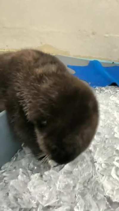 baby otter crunching on ice