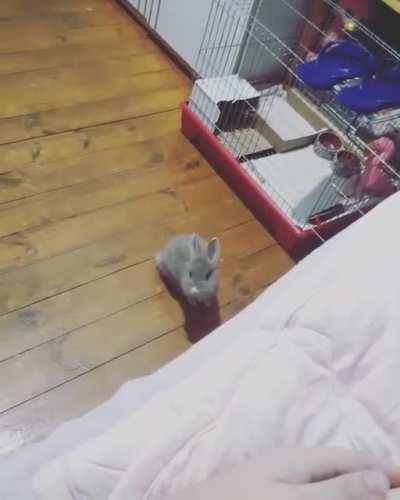 Adorable Rabbit Hops On Bed Like a Dog