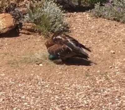 Black crested buzzard uses a rock to crack an egg