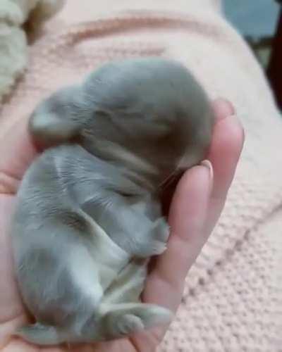 Newborn Bunny