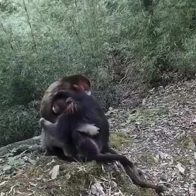 🔥 Two endangered golden monkeys hugging each other