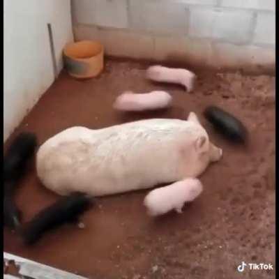 Piglets have the zoomies