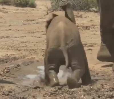 Two drunk men in an elephant suit