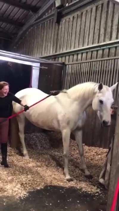 Horse requesting scritches