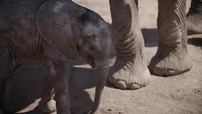 Baby Elephants Sonny and Eugenia Playing